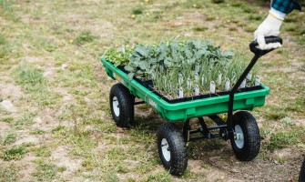 Scopri il Potere dei Prodotti Biologici: Come Agricook.it Supporta il Tuo Benessere e le Economie Locali